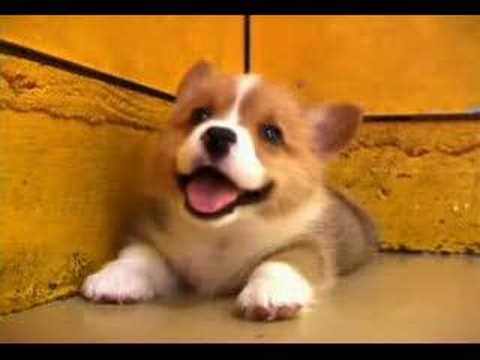Puppies Youtube on It S A Cute Puppy   Also The Breed Is A Welch Corgi  So Quit