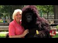 Hungry Gorilla Attack Prank