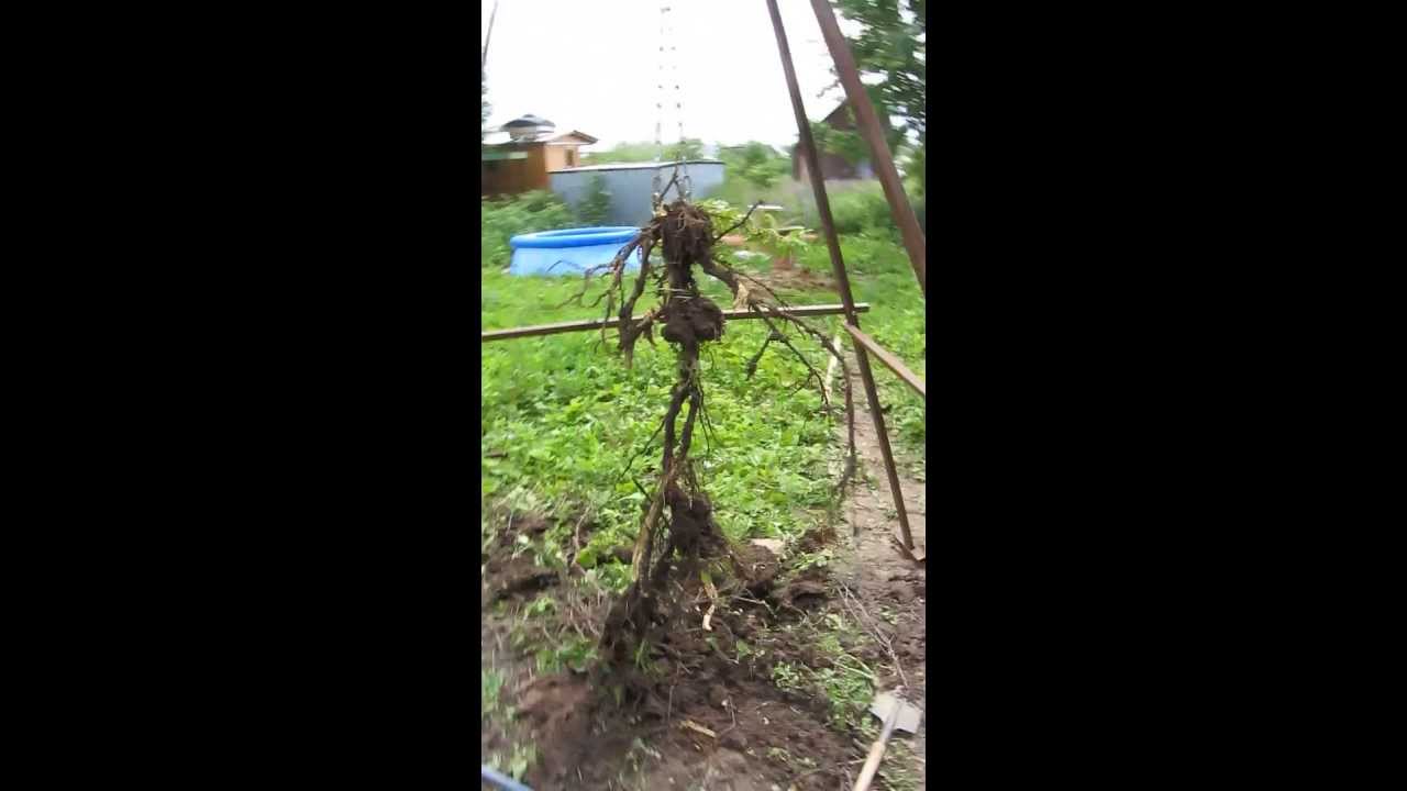 Как раскорчевать участок лебедкой Как раскорчевать участок лебедкой