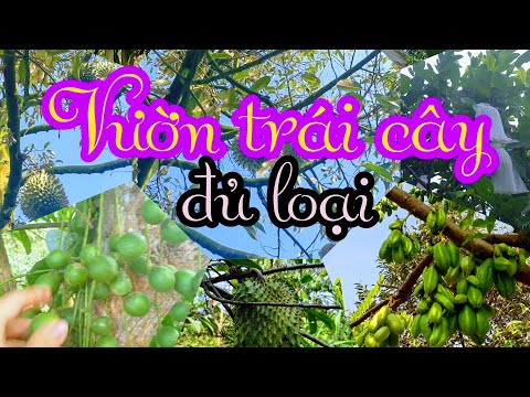 Vườn trái cây miền tây / Vĩnh Long / Fruit garden / Hồng Hạnh