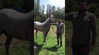 Yaz Atlarında At Bakımı Ve Yıkama