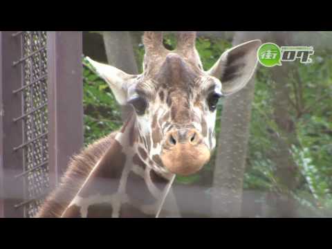 上野動物園 - 地域情報動画サイト　街ログ