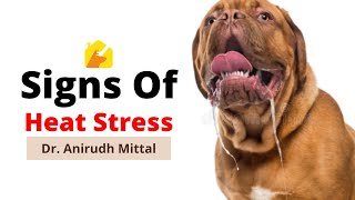Signs Of Heat Stress In Dogs - By Dr. Anirudh Mittal | Dogs Heatstroke | @Pupkitt Pet Care
