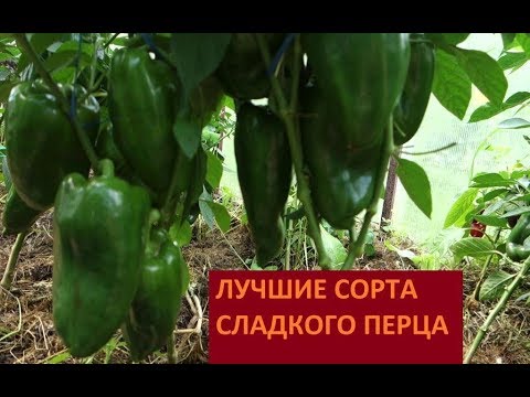 Чем подкормить сельдерей в августе Чем подкормить сельдерей в августе