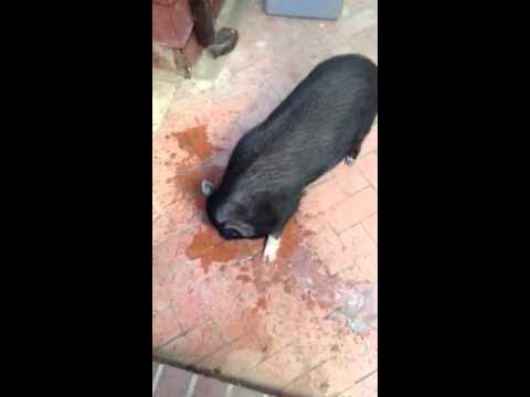 Chug It! Video