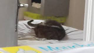 Chat Gurney 260325 Chuis Une Poule