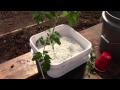 Starting Up Hydroponic Dutch Bucket Tomatoes
