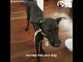 Man On Cruise Finds Dog On Deserted Island and Rescues Her | The Dodo