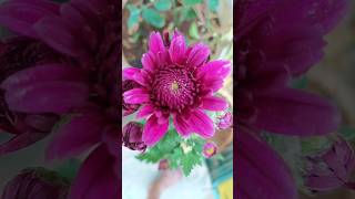 Purple Chrysanthemum Flower Wonderful Colour