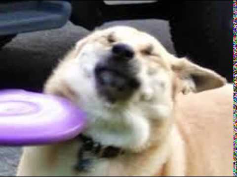 Dog Getting Hit By Frisbee Wallpaper Hd Dog Getting Hit By Frisbee Wallpaper Hd
