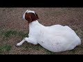boergoat farming