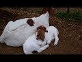 boergoat farming