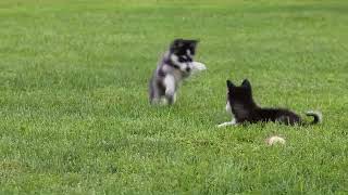 Alaskan Klee Kai Puppies For Sale John Stoltzfus