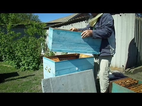 Мои кагда надо ставить 2 корпус улий этом подход