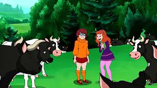 Scooby Doo And Guess Who Daphne Blake And Velma Dinkley Is Feeling Happy To See All The Cows