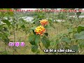 Hoa Thơm Bướm Lượn KARAOKE | Tone Nữ | Nhạc Sống Thanh Ngân #3 Hoa Thơm Bướm Lượn KARAOKE | Tone Nữ | Nhạc Sống Thanh Ngân #2