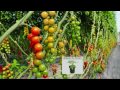 Cottage Farms 2-in-1 Grafted Pork Chop & Carmello Giant Tomato with Alberti Popaj