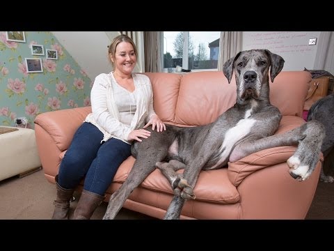 Animal Clip Of The Week: Britain's Biggest Dog! (7ft-4in)