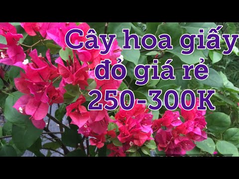 Cây hoa giấy hoa đỏ rực giá 250-300K @Kênh làm vườn S Garden