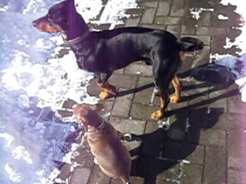 Pitbull Pinscher
