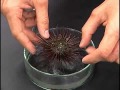 Sea Urchin Fertilization