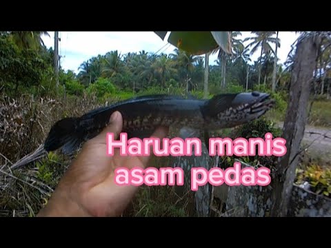 Judulnya NGEBOLANG Cari lauk untuk makan saur