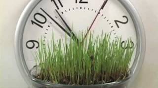 Grass Growing Time Lapse