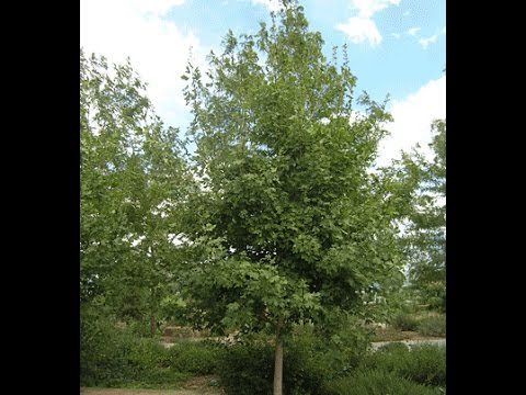 Header of Acer grandidentatum