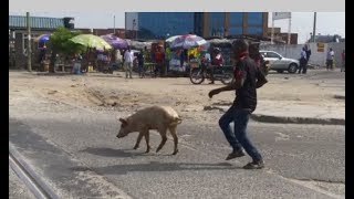 Nguruwe Waruka Kwenye Gari Na Kuzua Kizaazaa