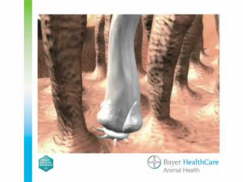 lintworm ontlasting mens