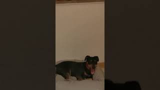 Jagdterrier Brutus Singt.