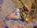 Crayfish Molting