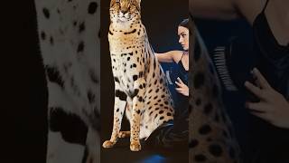 Giant F1 Savannah Cat