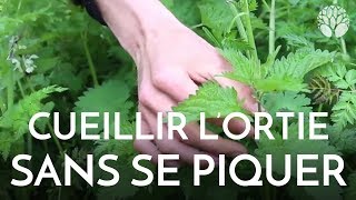 Comment Cueillir Lortie Sans Se Piquer