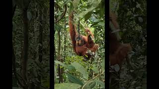 Male Orangutan In Tree. Outstanding.