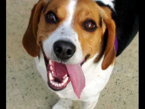 beagle basset hound mix puppies basset hound beagle mix puppies beagle basset hound mix puppies basset hound beagle mix puppies