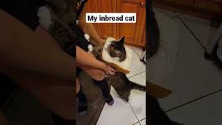 My In-Bread Cat