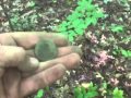 Metal Detecting large Cent and Relics With Fisher F2