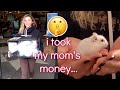 i got a hamster and didn't tell my parents
