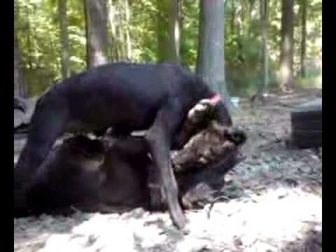 gator pitbull puppies for sale jeep redboy alligator gator pitbull puppies for sale jeep redboy alligator