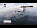 Raw: Man Captures Up-close Encounter With Orcas