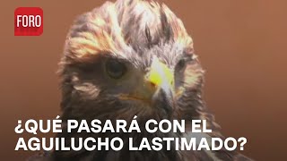 Encuentran Aguilucho Lastimado En La Gam - Las Noticias