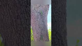 Anoles Lizards From My Patio.