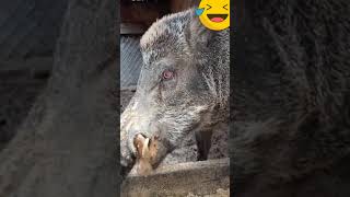 How To Raise Wild Boar Love It Eps21