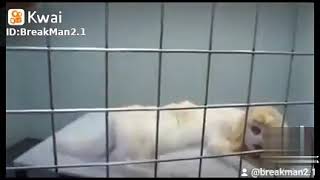 Bruja Se Convierte En Animal
