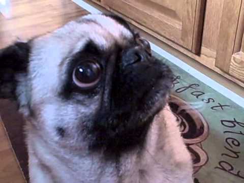 pug trembling pug pug trembling pug