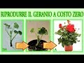 GERANI, come riprodurre gerani a costo zero, reproduce geraniums,reproduire gér