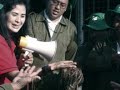 image Cara Pembuatan Pakan Ternak Fermentasi Dengan Jerami