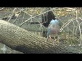 NUST SEE Nature Miinesota Rare Bird !
