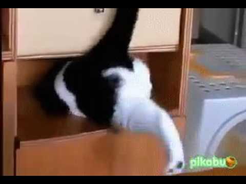 Песня жирный кот скачать